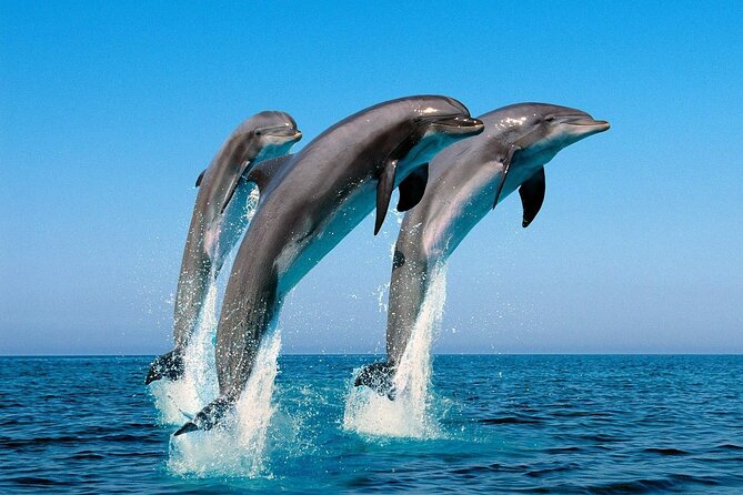 Snorkel with Dolphins, Lunch on Benitiers island, Speedboat - What the UNESCO Area and Mountain View Add While You Cruise