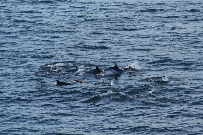 Snorkel with Dolphins, Lunch on Benitiers island, Speedboat - Tips to Have a Better Dolphin + Benitiers Day