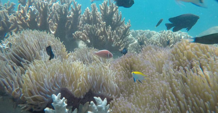 Snorkeling Cham Island: Snorkeling Tour by Speed Boat - Getting to Cham Island: The Speed Boat Start From Cua Dai Wharf