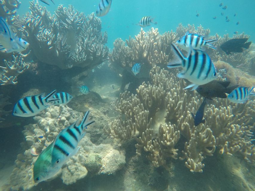 Snorkeling Cham Island: Snorkeling Tour by Speed Boat - Who This Tour Fits Best (and Who Should Skip It)