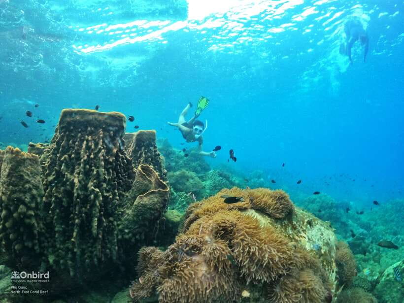 South Phu Quoc: Pro Snorkeling Tour by Speedboat - South Phu Quoc reefs with a speedboat and a small-group crew