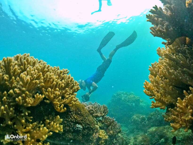 South Phu Quoc: Pro Snorkeling Tour by Speedboat - Small group, real safety habits, and reef-first rules