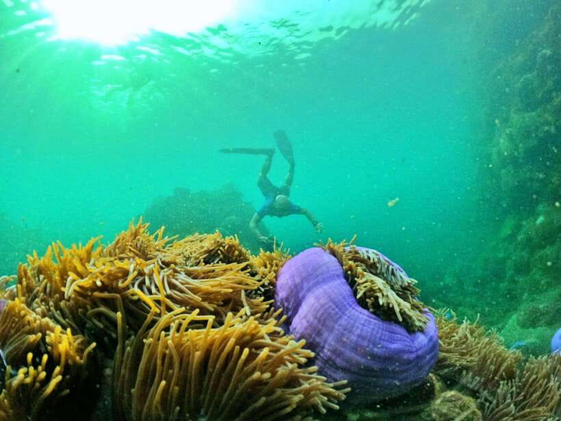 South Phu Quoc: Pro Snorkeling Tour by Speedboat - How timing works: morning or afternoon based on sea and light