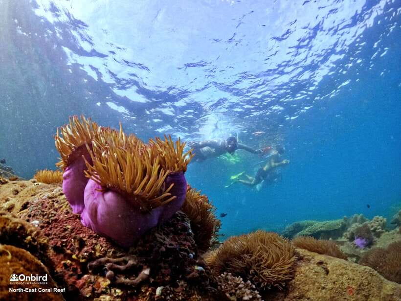 South Phu Quoc: Pro Snorkeling Tour by Speedboat - Your 6-hour flow: shallow practice, then 2 coral stops