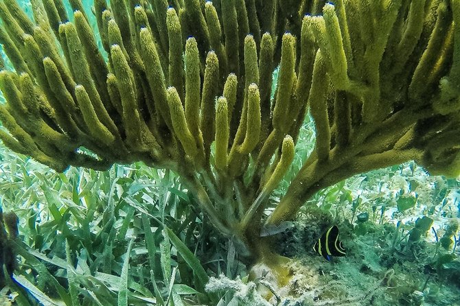 Speedboat and snorkel tour: Single Passenger Boat - Stop 1: Snorkeling Coral Reefs and the Cancun Underwater Museum Area