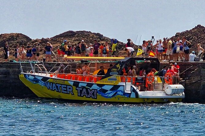 SpeedBoat Shuttle to Lobos Island - Wildlife and plants: what you might spot on Isla de Lobos