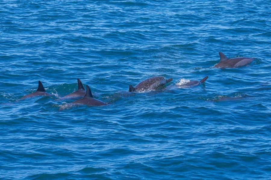 Speedboat to Ile aux Benitier: Dolphin Encounter & Lunch - Ile aux Benitiers BBQ Lunch: Food, Drinks, and Island Time