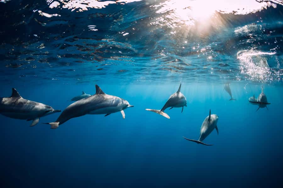 Speedboat to Ile aux Benitier: Dolphin Encounter & Lunch - Price and Value: Is $70 Worth It in Mauritius?
