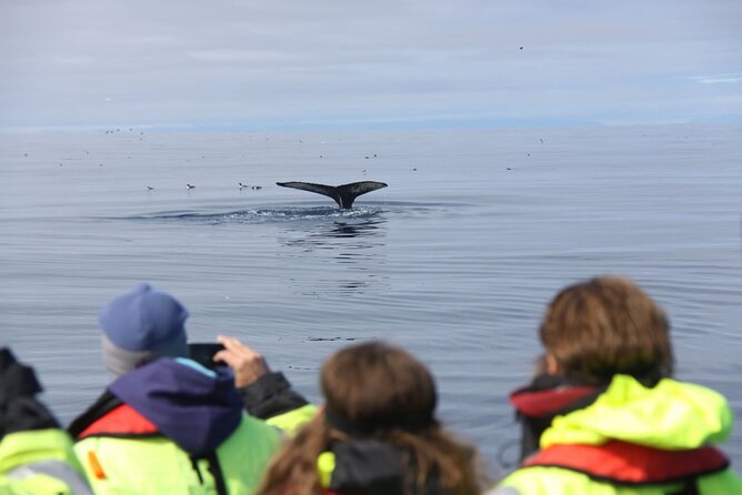 Speedboat Whale Watching Small-Group Tour in Reykjavik - Why the speedboat really matters when whales move