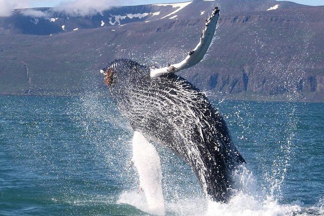 Speedboat Whale Watching Small-Group Tour in Reykjavik - Comfort in rough water: seats, bounces, and staying warm