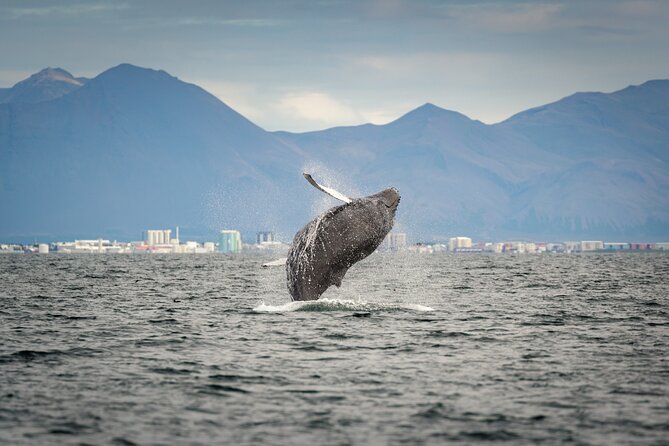 Speedboat Whale Watching Small-Group Tour in Reykjavik - Guides on this tour: the difference between reading facts and spotting animals