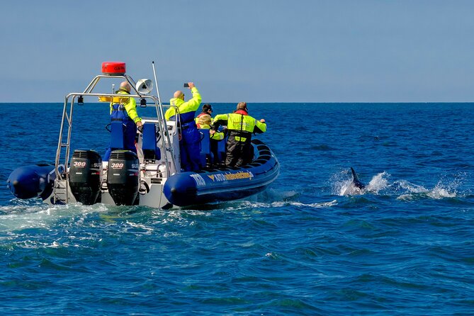 Speedboat Whale Watching Small-Group Tour in Reykjavik - The boat layout and views: why “front row” can be real