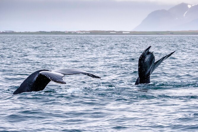Speedboat Whale Watching Small-Group Tour in Reykjavik - Price and value: is $164 worth it for this specific style of tour?