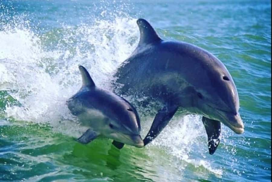 St. Pete Beach: Dolphin Racer Cruise by Speedboat - Dolphin Racer Basics: What You’re Really Buying