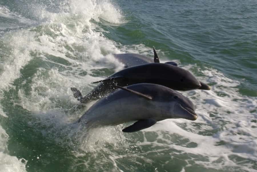 St. Pete Beach: Dolphin Racer Cruise by Speedboat - 5 Key Things That Make This Cruise Worth Your Time