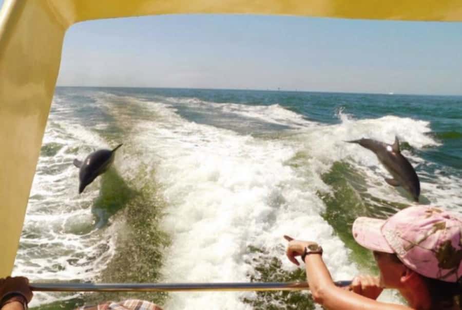 St. Pete Beach: Dolphin Racer Cruise by Speedboat - Dolphin Spotting: How the Captain Helps You Find What You Came For