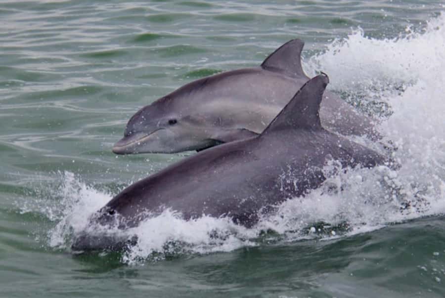 St. Pete Beach: Dolphin Racer Cruise by Speedboat - Photos, Memories, and the Wake Moment