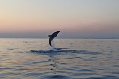Sunrise Dolphins & Fishermen at Work speedboat tour in Rovinj - Offshore dolphins and fishing boats at work: what you actually watch