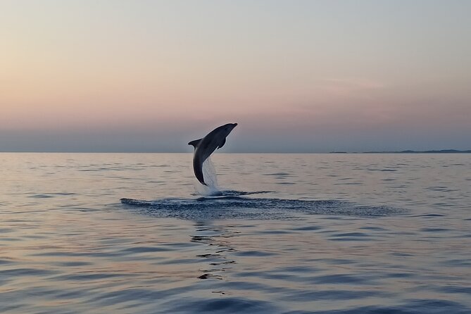 Sunrise Dolphins & Fishermen at Work speedboat tour in Rovinj - Offshore dolphins and fishing boats at work: what you actually watch