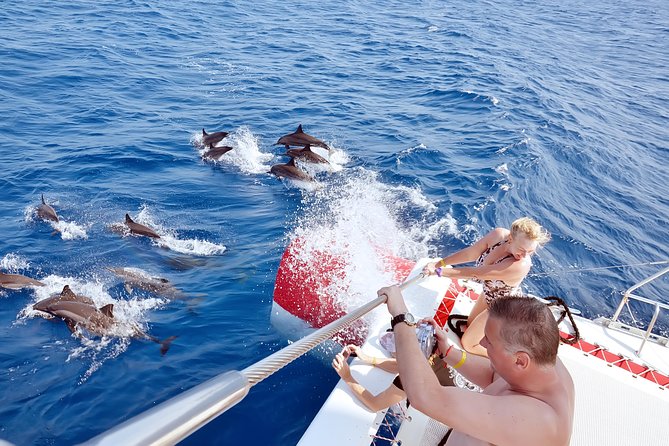 Swim with Dolphins Semi Private Speedboat Sea Tour - Hurghada - Price and value: what $55 covers, and what to budget on top