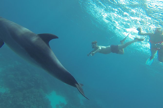 Swim with Dolphins Semi Private Speedboat Sea Tour - Hurghada - Dolphin House snorkeling: how to set expectations for the real dolphin experience