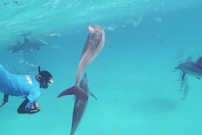 Swim with Dolphins Semi Private Speedboat Sea Tour - Hurghada - Lunch onboard, plus snacks and drinks that keep the day from dragging