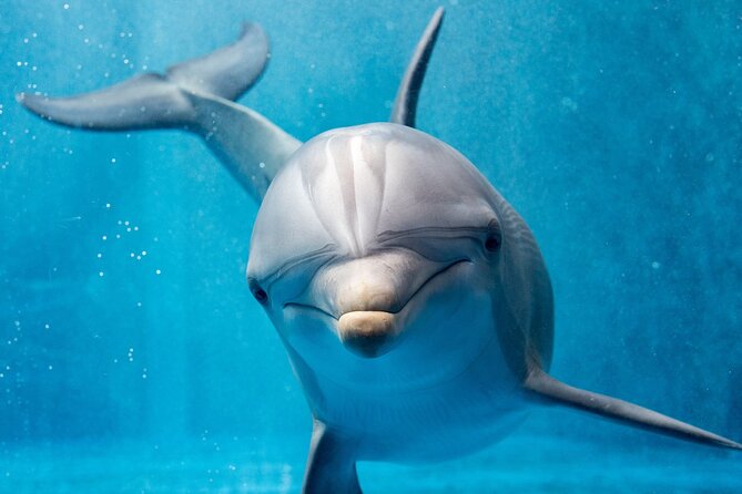 Swim with Dolphins Semi Private Speedboat Sea Tour - Hurghada - Banana boat and quad rides: the fun add-ons (and why they’re worth checking)