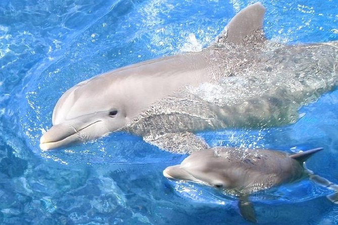 Swim with Dolphins Semi Private Speedboat Sea Tour - Hurghada - Getting picked up: why the morning logistics matter more than you think