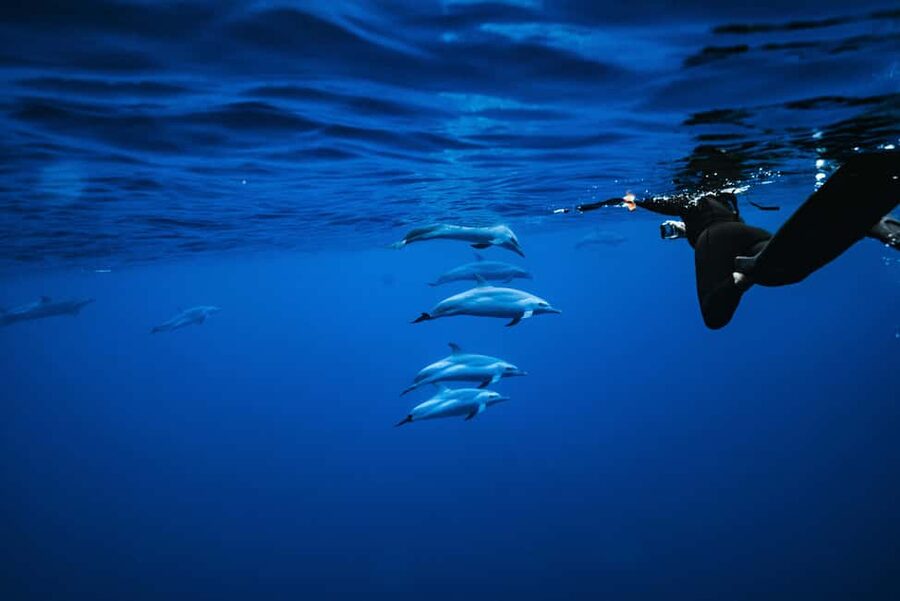 Swim with Wild Dolphins Oahu Speedboat Snorkeling Adventure! - Key Highlights You’ll Feel Fast