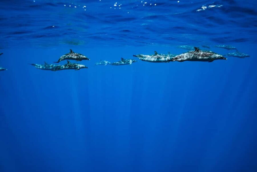 Swim with Wild Dolphins Oahu Speedboat Snorkeling Adventure! - Timing, Group Size, and What to Expect Day-Of