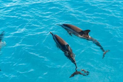 Swim with Wild Dolphins Oahu Speedboat Snorkeling Adventure! - Dolphin Swim: What “Fast-Paced” Really Means