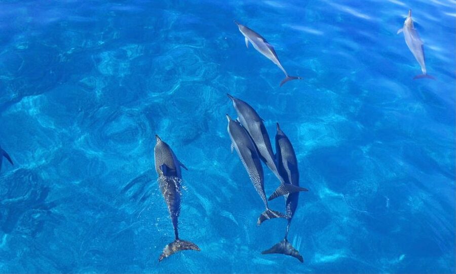 Swim with Wild Dolphins Oahu Speedboat Snorkeling Adventure! - Makaha Reef Snorkel: Turtles and Tropical Fish