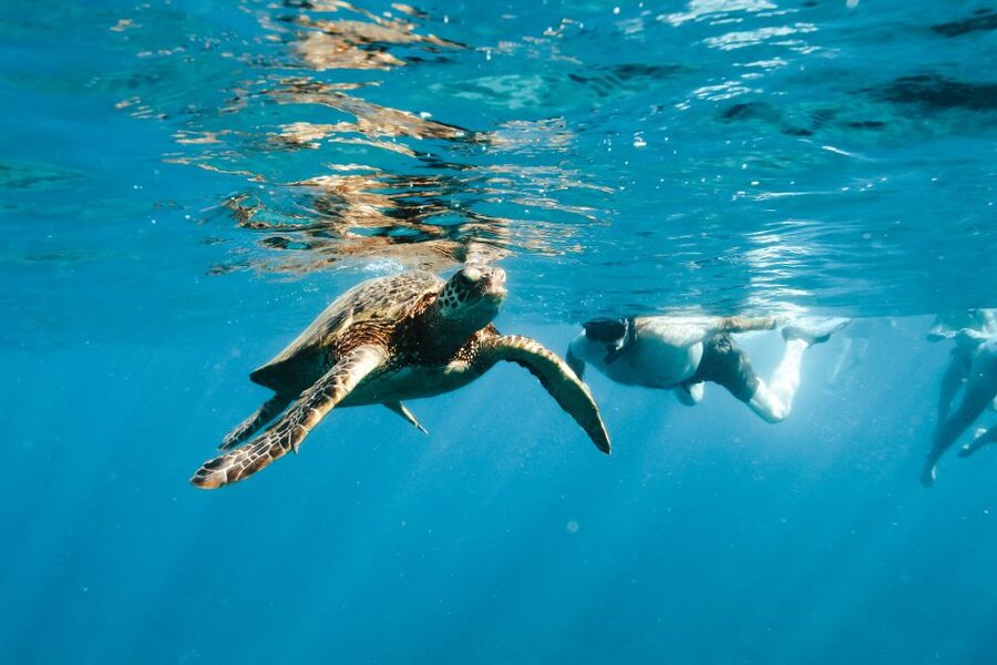 Swim with Wild Dolphins Oahu Speedboat Snorkeling Adventure! - The Lunch Break and Why It’s Part of the Value