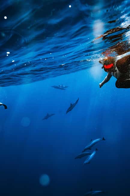 Swim with Wild Dolphins Oahu Speedboat Snorkeling Adventure! - Whale Season: When You’ll Most Likely See Humpbacks