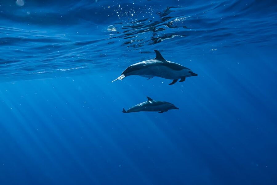 Swim with Wild Dolphins Oahu Speedboat Snorkeling Adventure! - Price and Value: Is $199 Worth It?