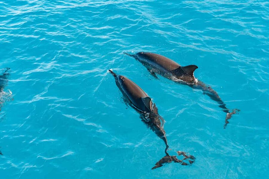 Swim with Wild Dolphins Oahu Speedboat Snorkeling Adventure! - Dolphin Swim: What “Fast-Paced” Really Means