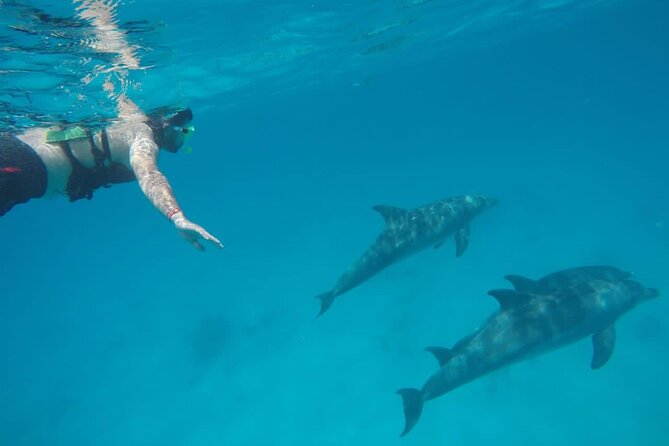 Swimming with Dolphins by Private Speed Boat - Hurghada - Who This Trip Suits Best (and Who Should Skip It)