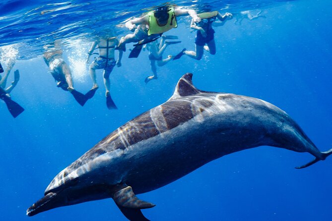Swimming with Wild Dolphins Speedboat Adventure on Oahu - Key highlights worth planning around
