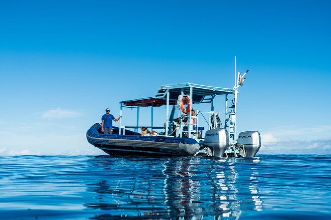 Swimming with Wild Dolphins Speedboat Adventure on Oahu - Why this Oahu dolphin speedboat tour feels different from the big ships