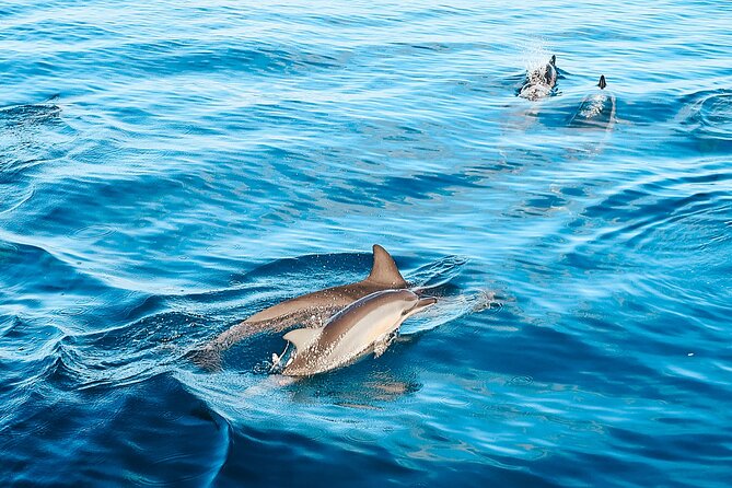 Swimming with Wild Dolphins Speedboat Adventure on Oahu - Stop 2: Makaha sandwich lunch that keeps the momentum going