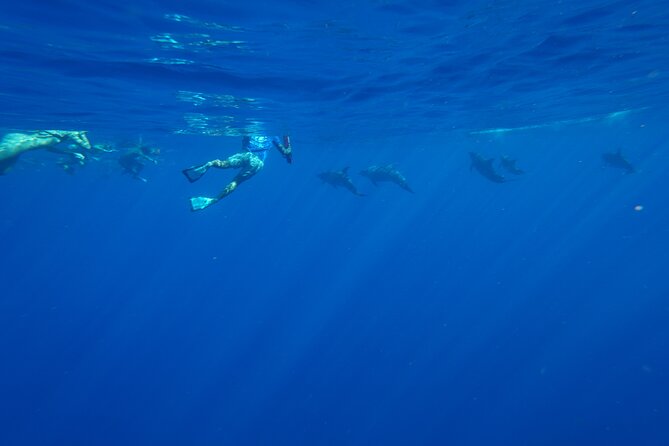 Swimming with Wild Dolphins Speedboat Adventure on Oahu - Stop 3 and the West Side cruise: turtles, reef time, and seasonal whales