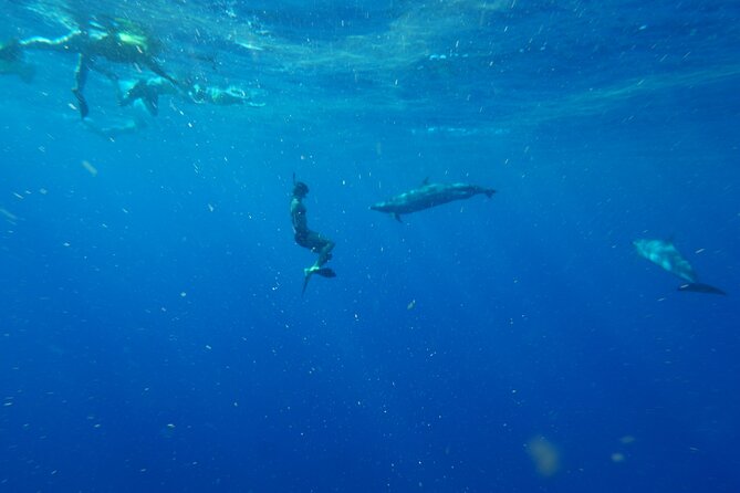 Swimming with Wild Dolphins Speedboat Adventure on Oahu - What to pack and how to handle seasickness (so the fun stays fun)