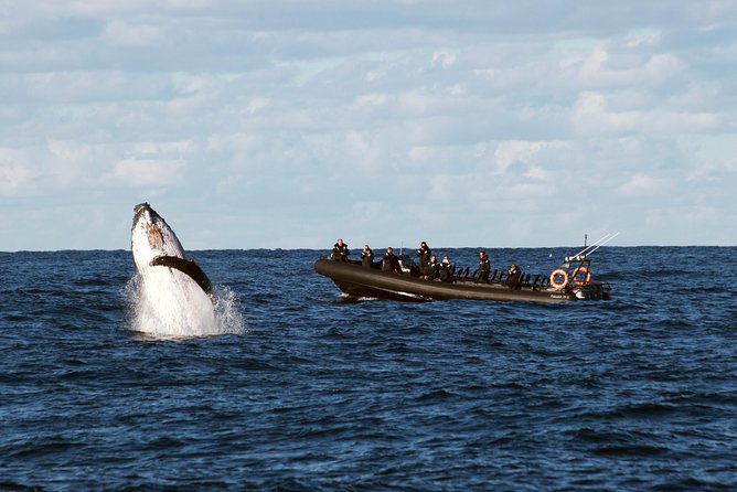 Sydney Whale-Watching by Speed Boat - Key highlights that make this trip worth your time