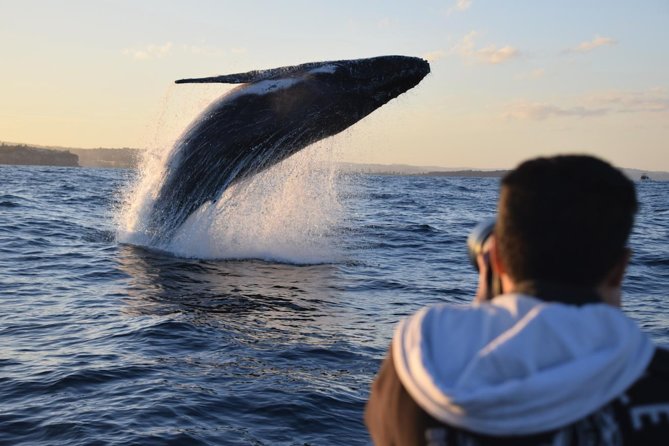 Sydney Whale-Watching by Speed Boat - Campbell’s Cove Pontoon: the easy Sydney start that sets the tone