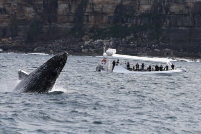 Sydney Whale-Watching by Speed Boat - Why a speedboat makes whale-watching feel different