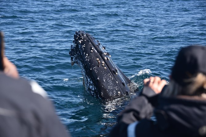 Sydney Whale-Watching by Speed Boat - Ocean Extreme: where the whale hunt really happens