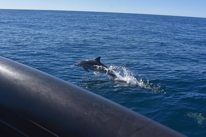 Sydney Whale-Watching by Speed Boat - Comfort details that matter on a windy, fast boat