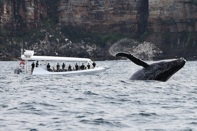 Sydney Whale-Watching by Speed Boat - Who runs the show: guides, captains, and the photo advantage
