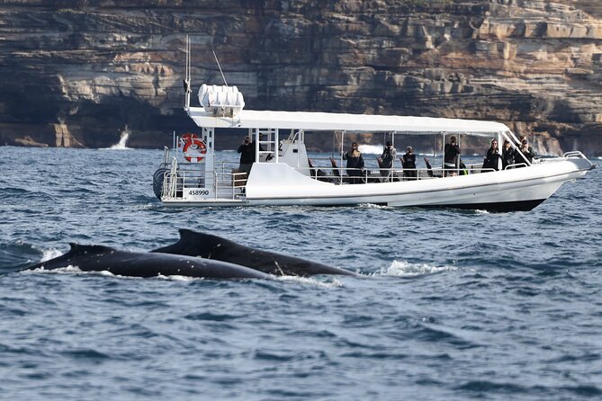 Sydney Whale-Watching by Speed Boat - Price and value: is $92.52 a fair deal?