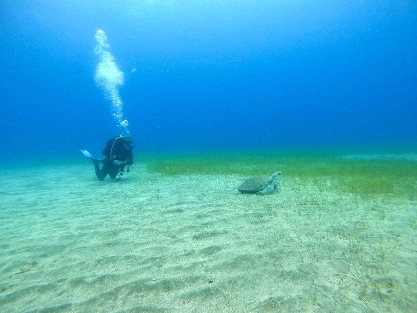 Tenerife: Puerto Colon Certified Scuba Dive by Speed Boat - How to decide if this is right for you